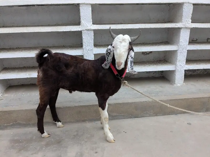 bakra — photo 2