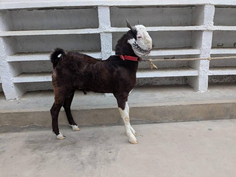 bakra 3