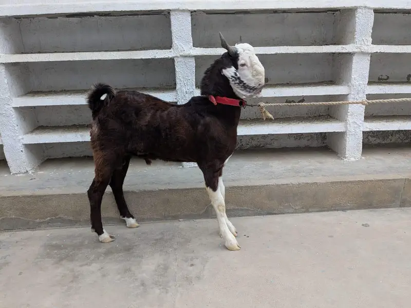 bakra — photo 4