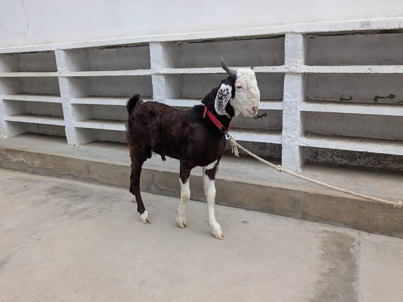 bakra 5