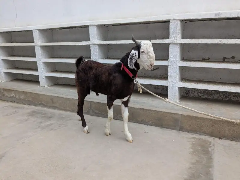 bakra — photo 6