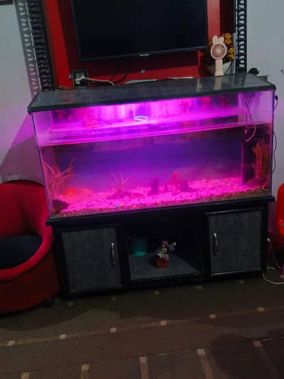 fish aquarium with fishes