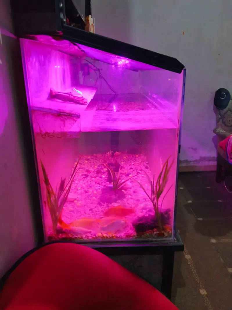 fish aquarium with fishes — photo 2
