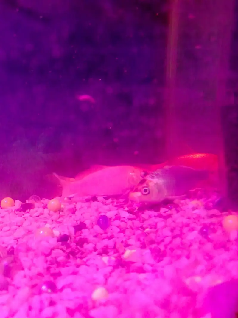 fish aquarium with fishes — photo 3