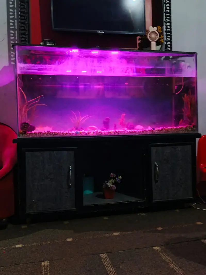 fish aquarium with fishes — photo 4