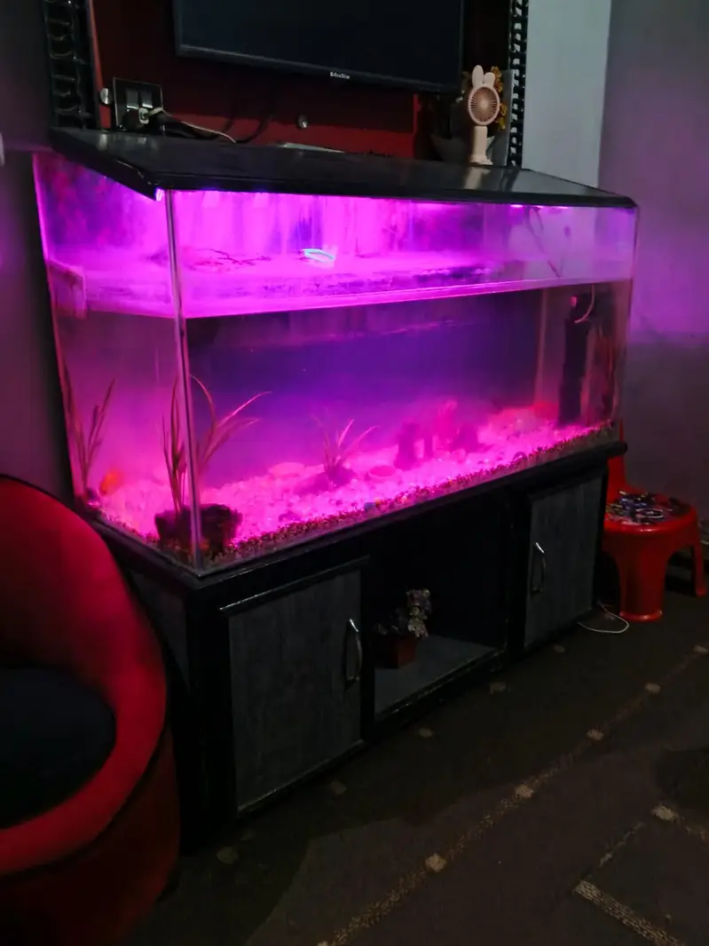 fish aquarium with fishes — photo 5