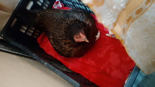 pure desi kuruk murghi for sale