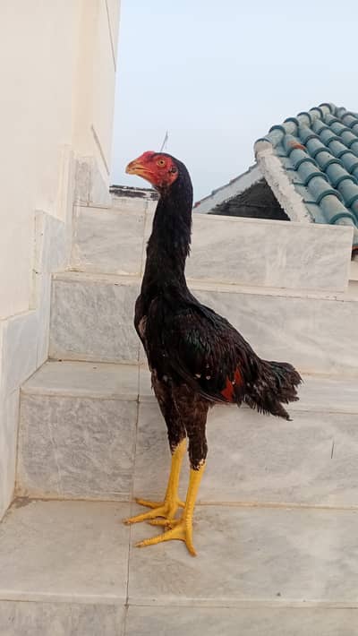 Shamo Pair Available | Shamo Patha Pair | Long Height Aseel Pair
