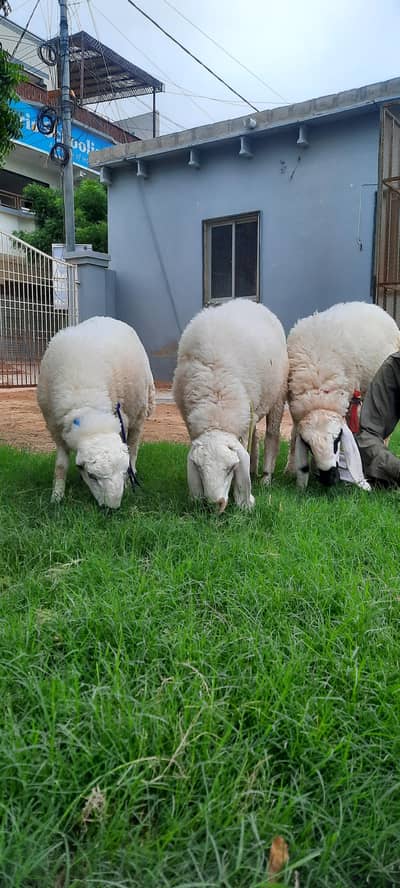 3 Dumba (sheep) for sell