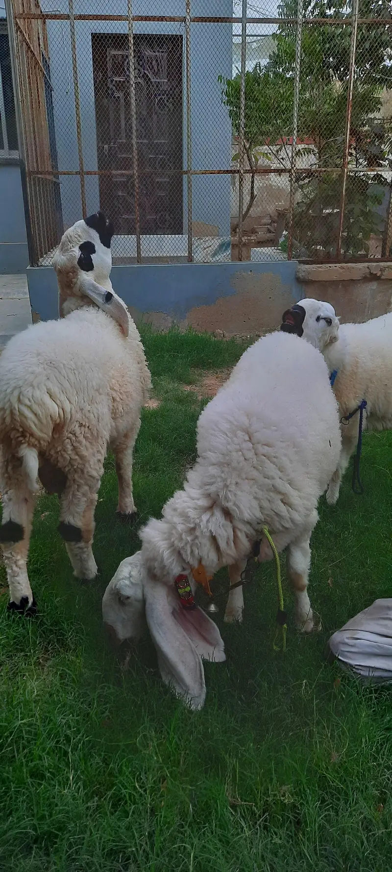 3 Dumba (sheep) for sell — photo 2
