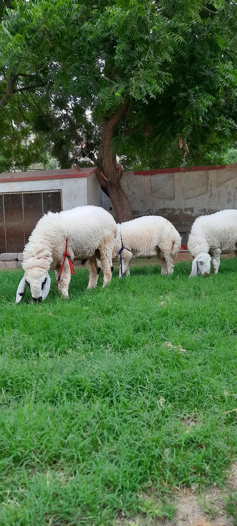 3 Dumba (sheep) for sell — photo 3