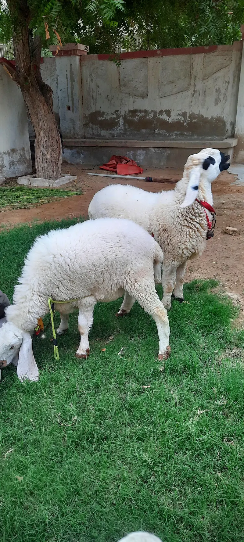 3 Dumba (sheep) for sell — photo 4