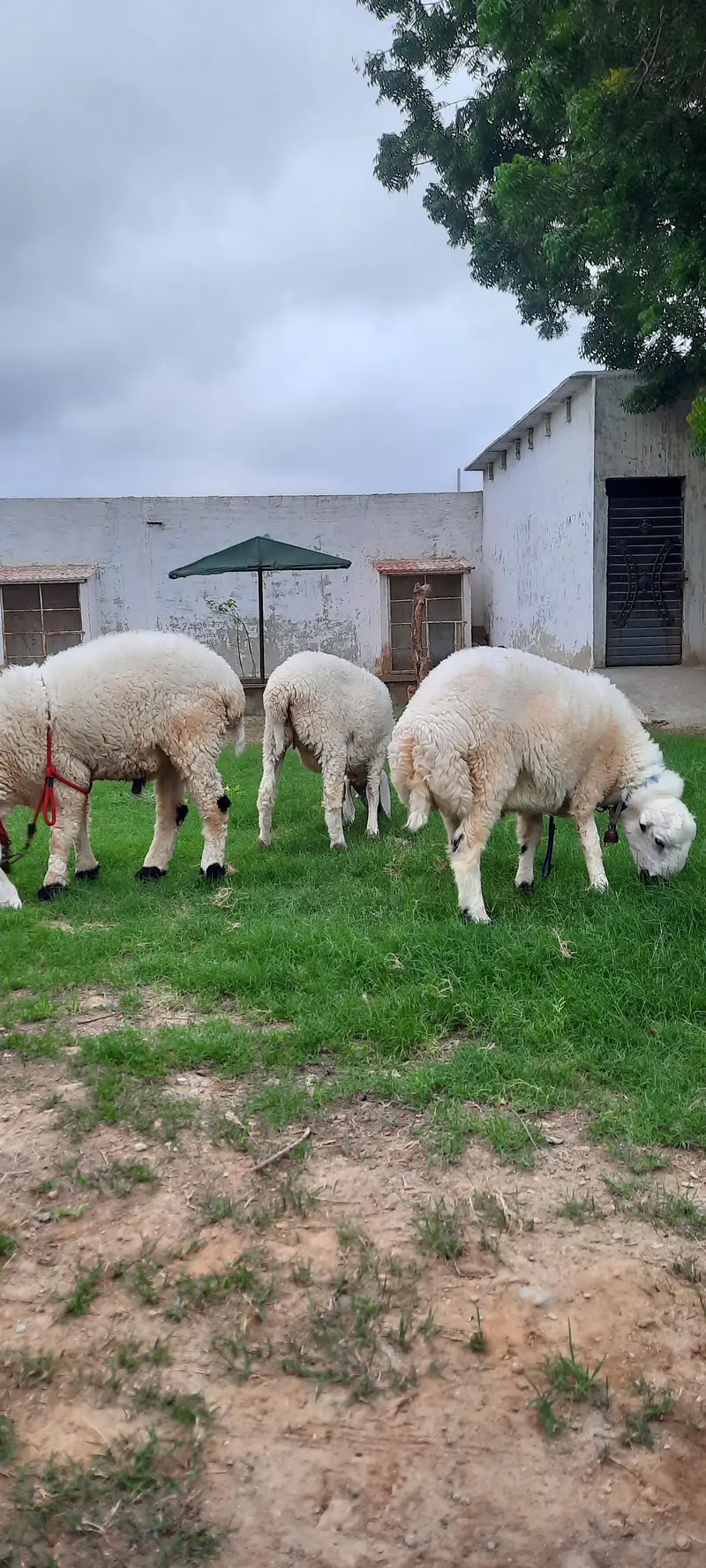 3 Dumba (sheep) for sell — photo 5