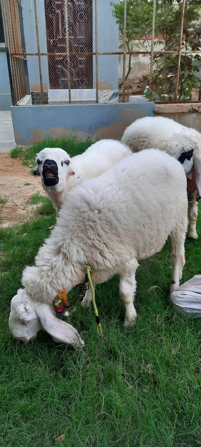 3 Dumba (sheep) for sell — photo 6