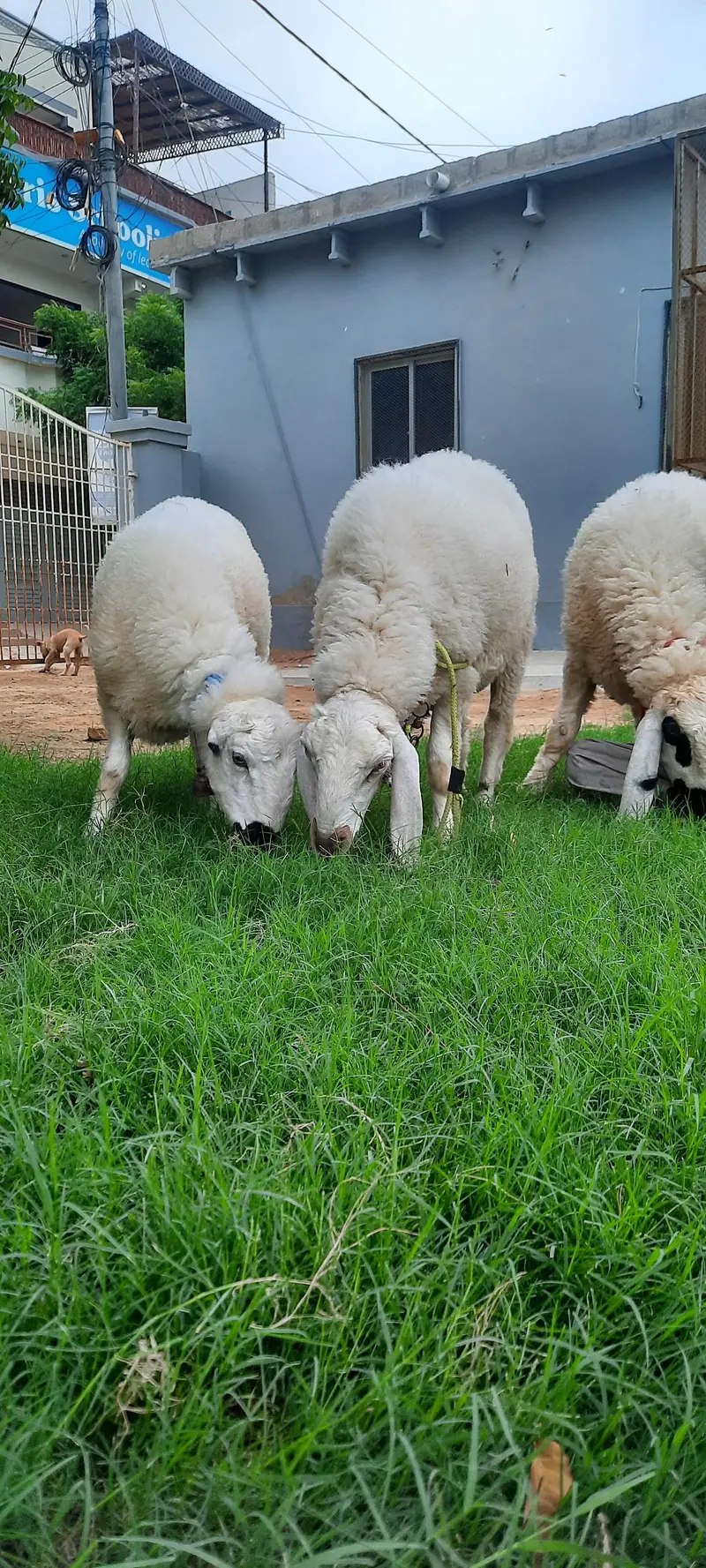 3 Dumba (sheep) for sell — photo 7