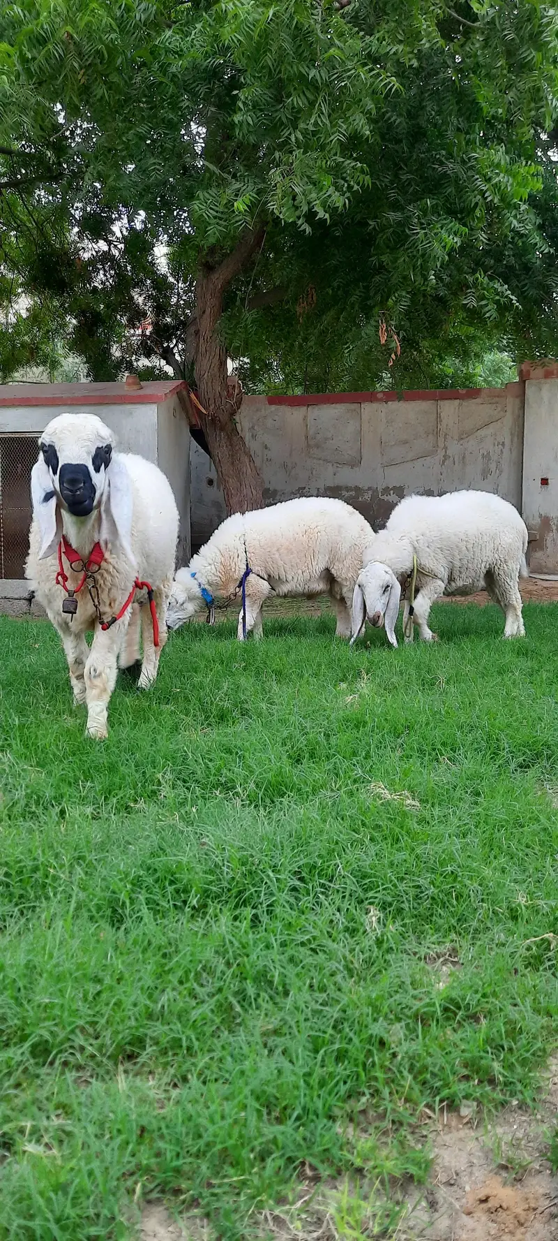 3 Dumba (sheep) for sell — photo 8