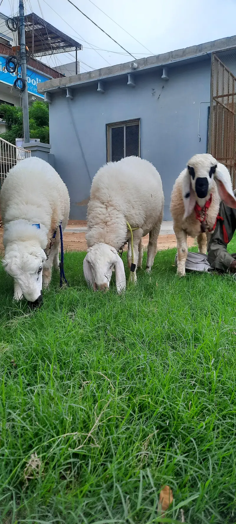 3 Dumba (sheep) for sell — photo 9
