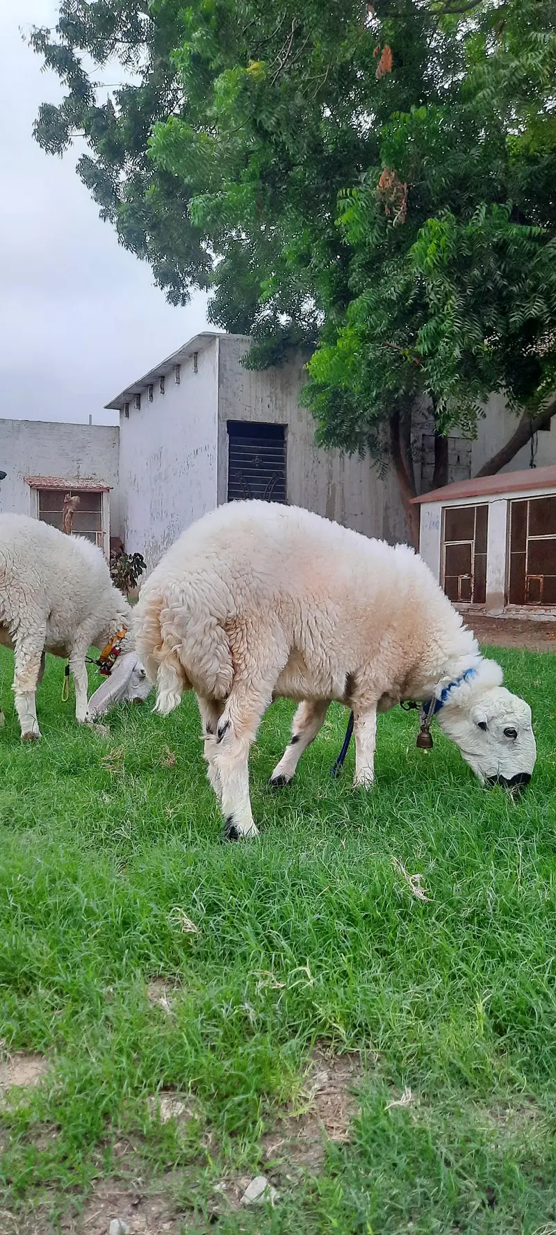 3 Dumba (sheep) for sell — photo 10