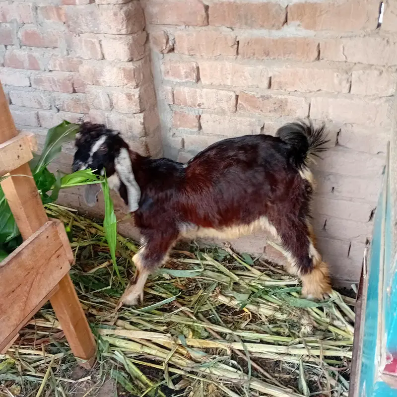 makhi china — photo 3
