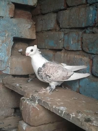 Original fancy Senti parrot beak forsale contact on my whatsapp