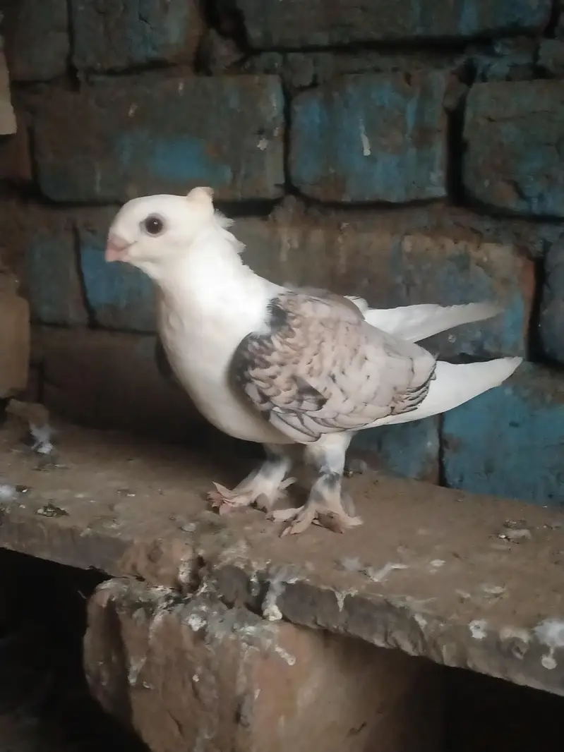 Original fancy Senti parrot beak forsale contact on my whatsapp — photo 2