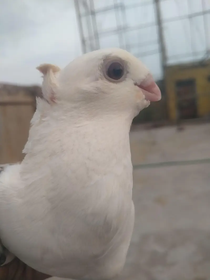 Original fancy Senti parrot beak forsale contact on my whatsapp — photo 3