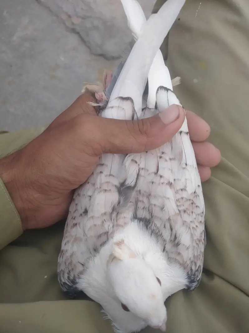 Original fancy Senti parrot beak forsale contact on my whatsapp — photo 4