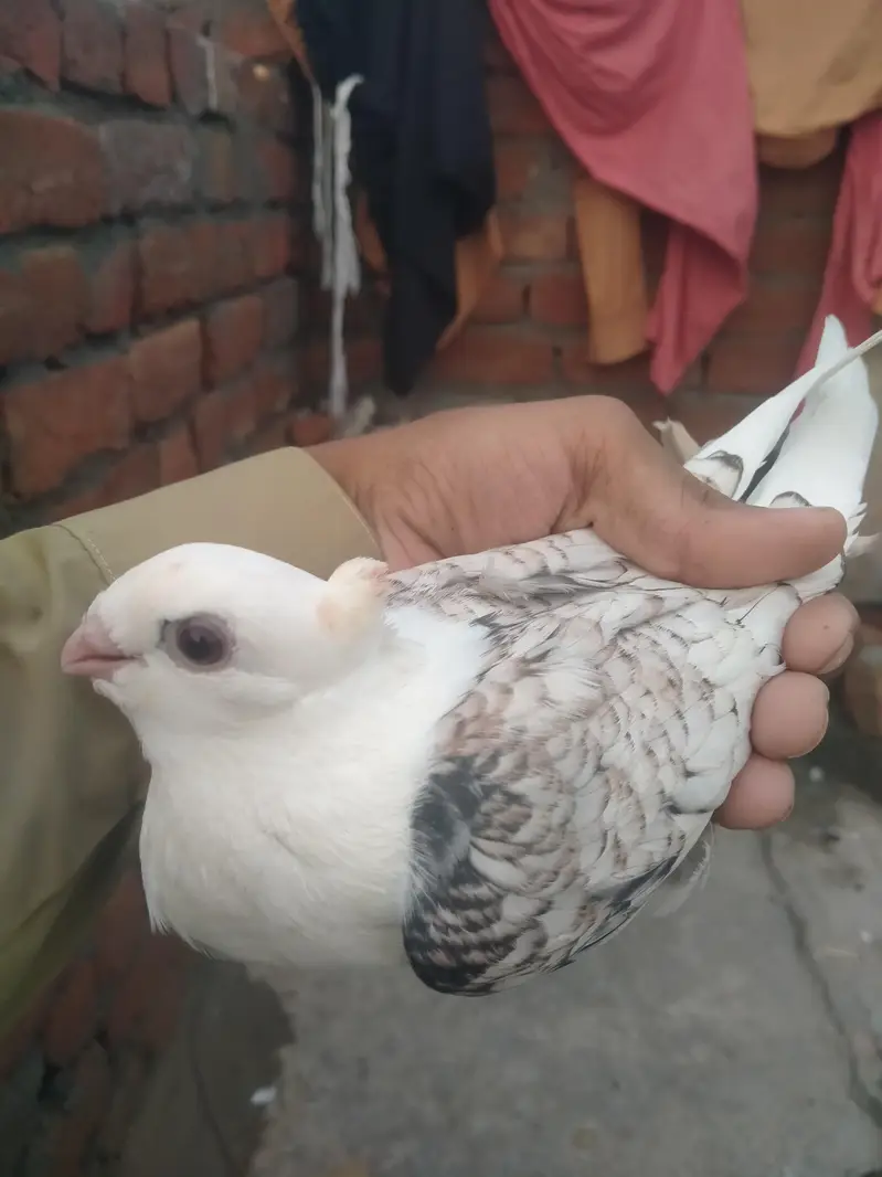 Original fancy Senti parrot beak forsale contact on my whatsapp — photo 5