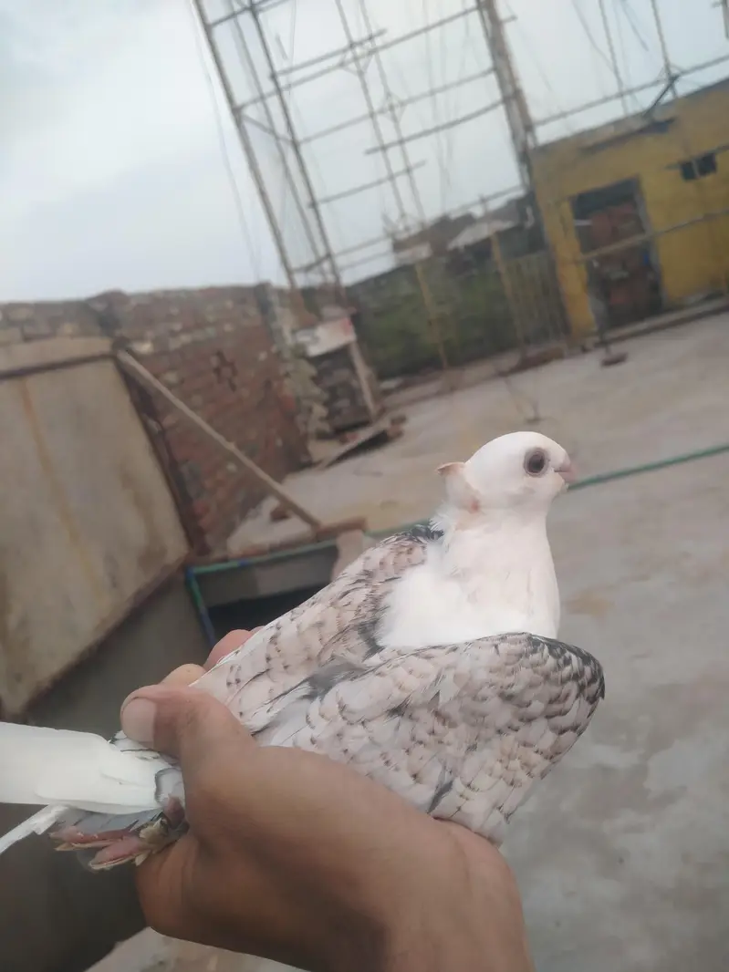 Original fancy Senti parrot beak forsale contact on my whatsapp — photo 6