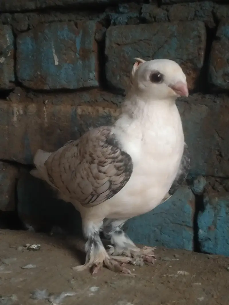 Original fancy Senti parrot beak forsale contact on my whatsapp — photo 7