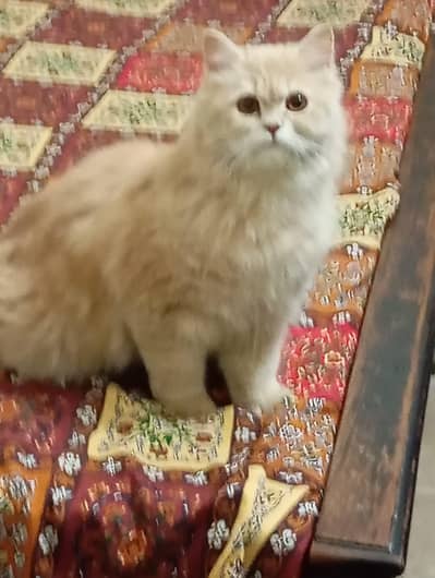 persion cat for sale