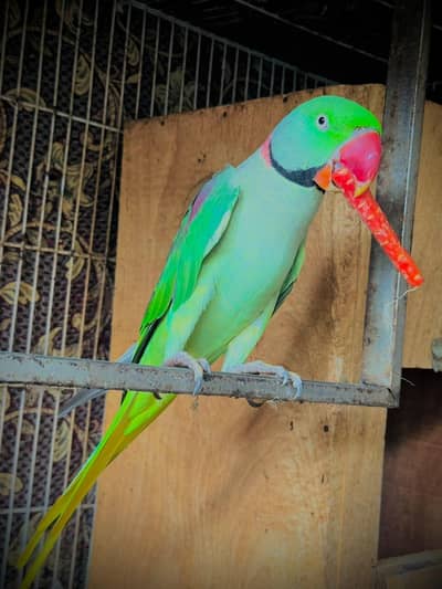 My parrot looking for new home