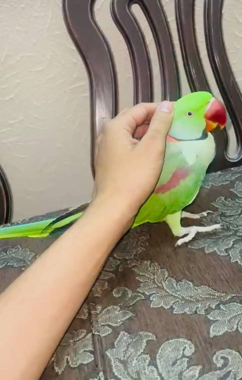 Raw Parrot 1