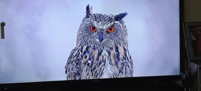 IZONE LED 40" FOR SALE