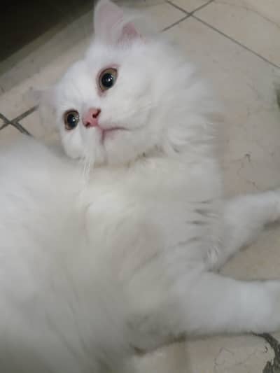 Persian cat 2coat