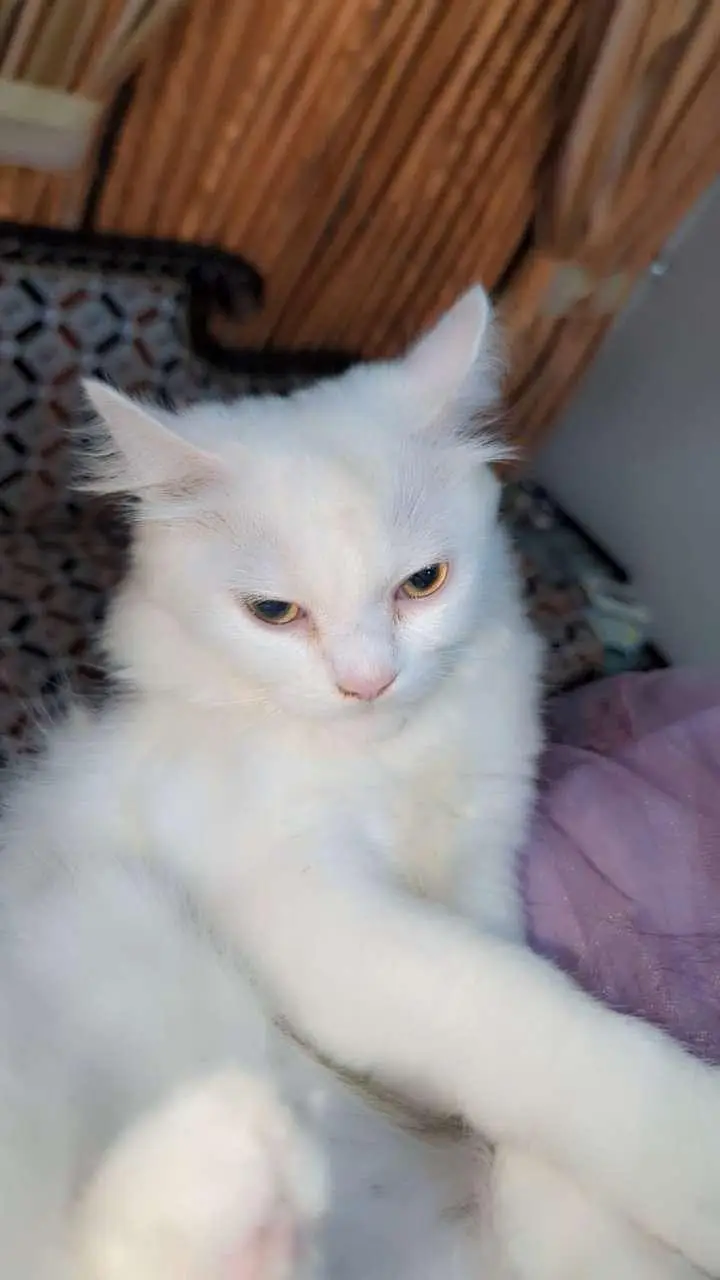 Persian cat 2coat — photo 2