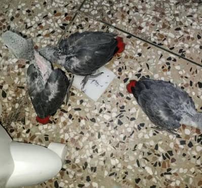 African grey parrot cheeks for sale 03265946493