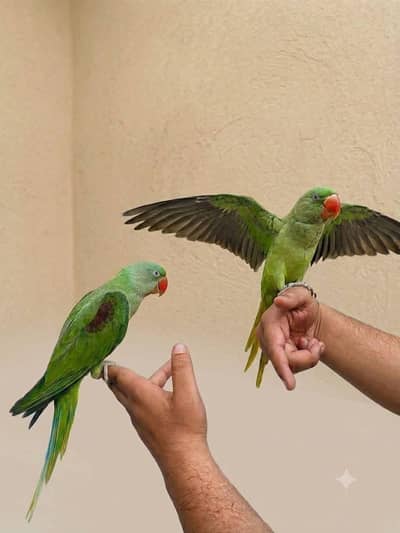 raw parrot self pathy