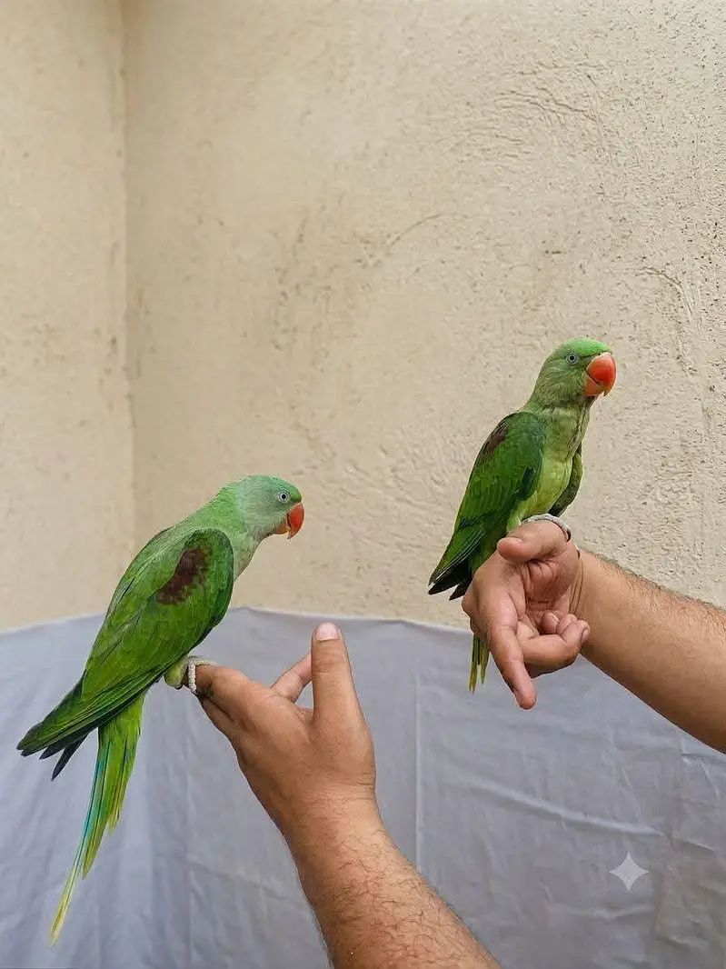 raw parrot self pathy — photo 2