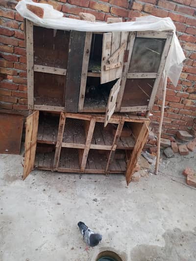 cage nee and old