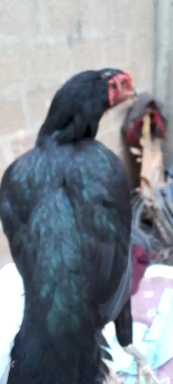 Muska aseel murge — photo 2