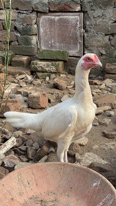Paper White Heera Aseel Pairs Pathay Pathian For Sale