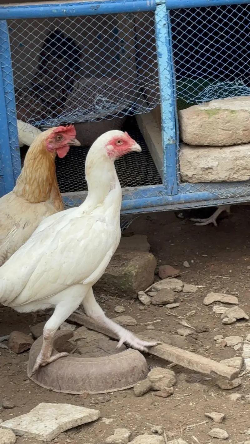 Paper White Heera Aseel Pairs Pathay Pathian For Sale — photo 2