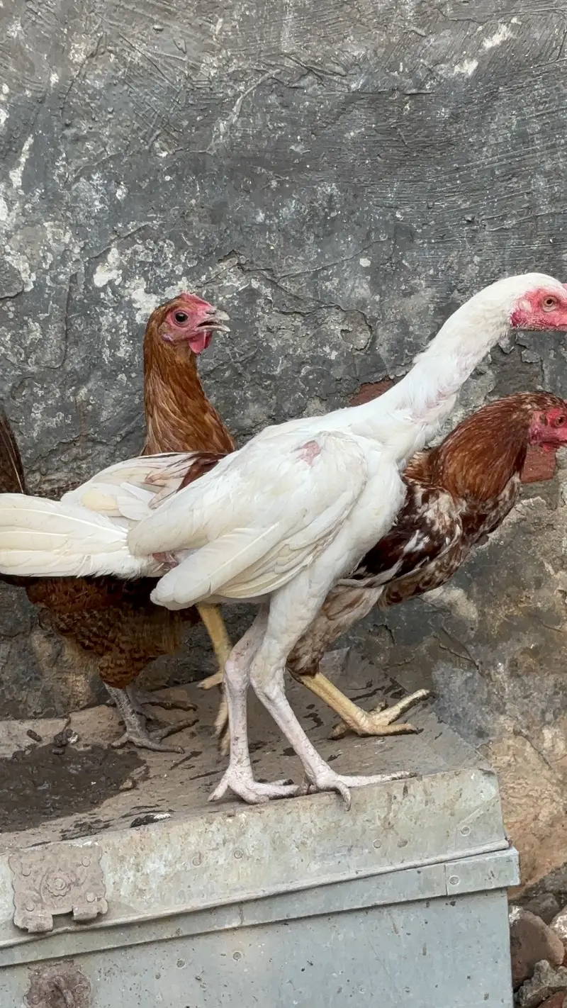 Paper White Heera Aseel Pairs Pathay Pathian For Sale — photo 3