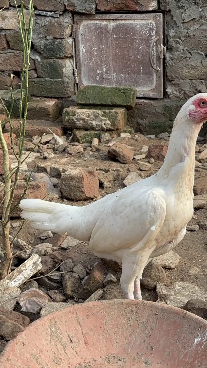 Paper White Heera Aseel Pairs Pathay Pathian For Sale — photo 4