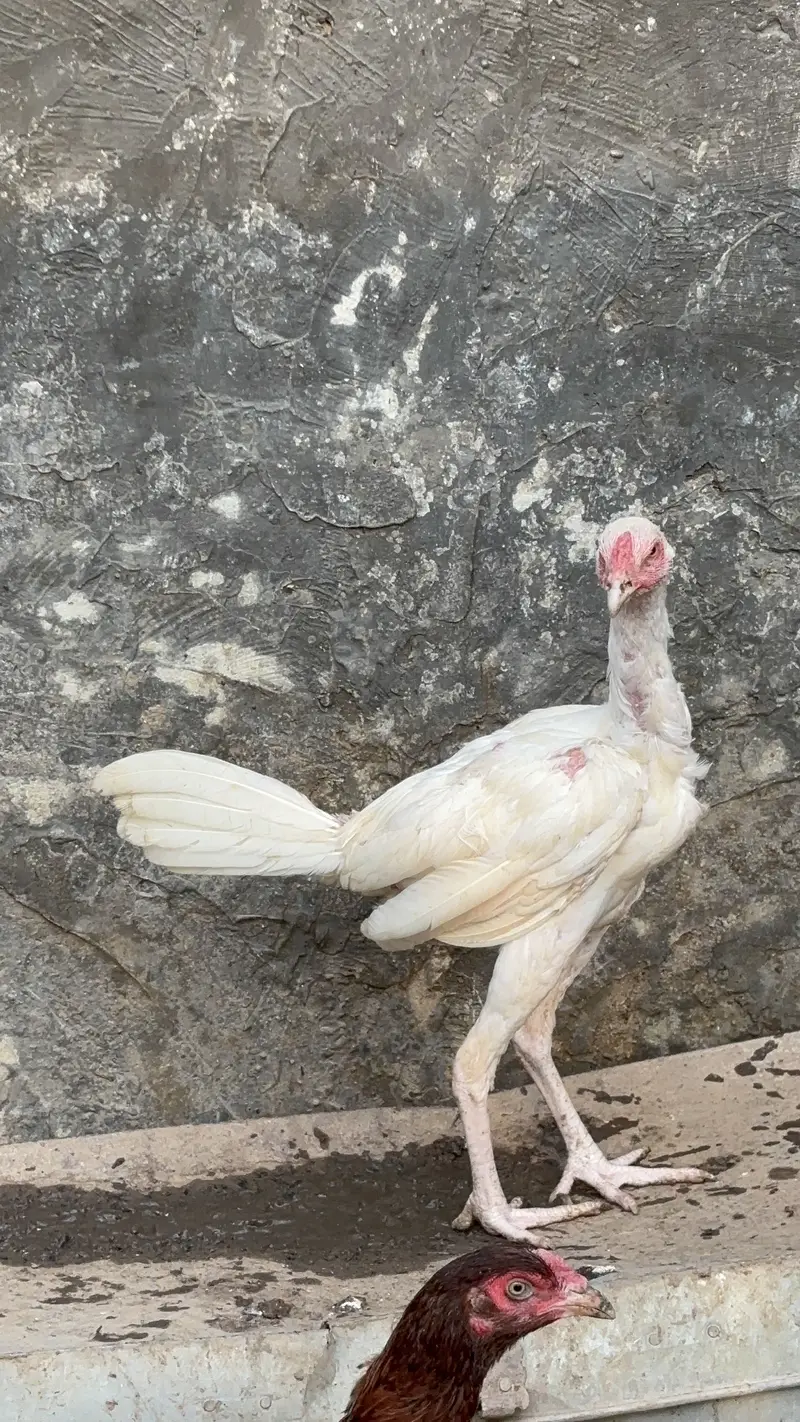 Paper White Heera Aseel Pairs Pathay Pathian For Sale — photo 6