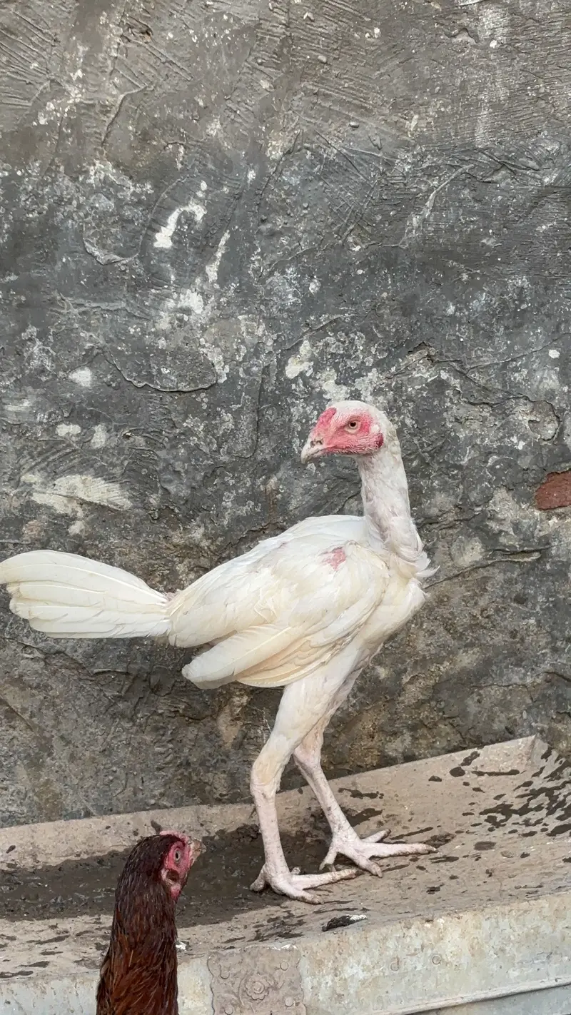 Paper White Heera Aseel Pairs Pathay Pathian For Sale — photo 7