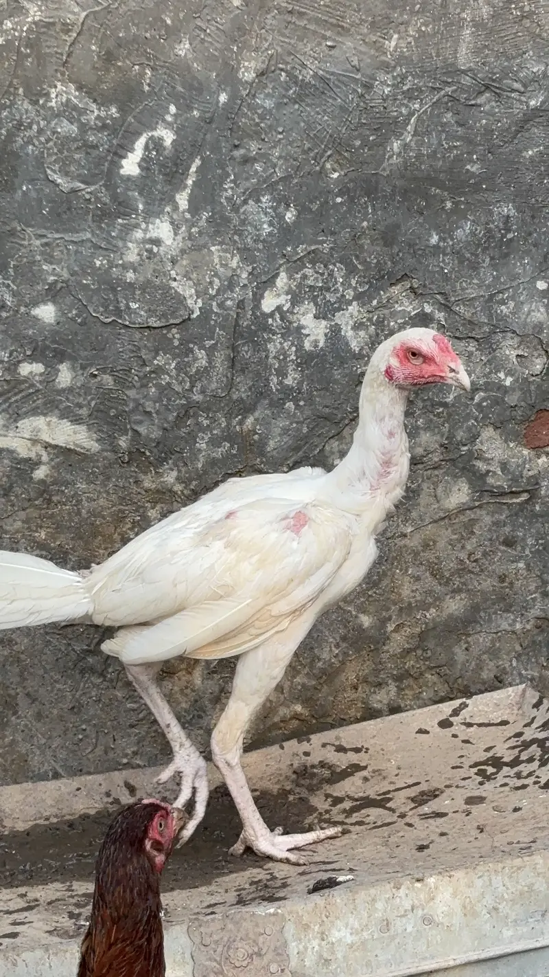 Paper White Heera Aseel Pairs Pathay Pathian For Sale — photo 8