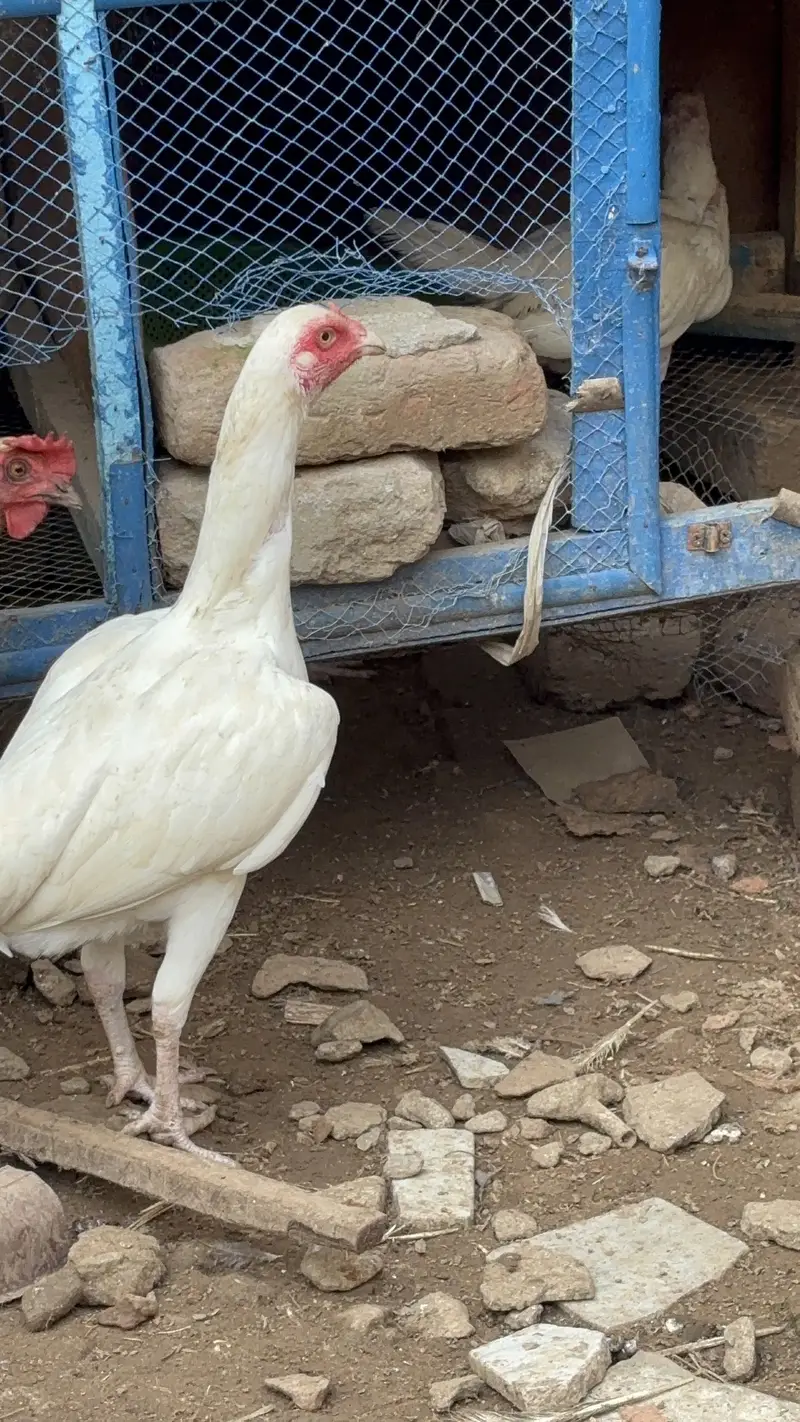 Paper White Heera Aseel Pairs Pathay Pathian For Sale — photo 9