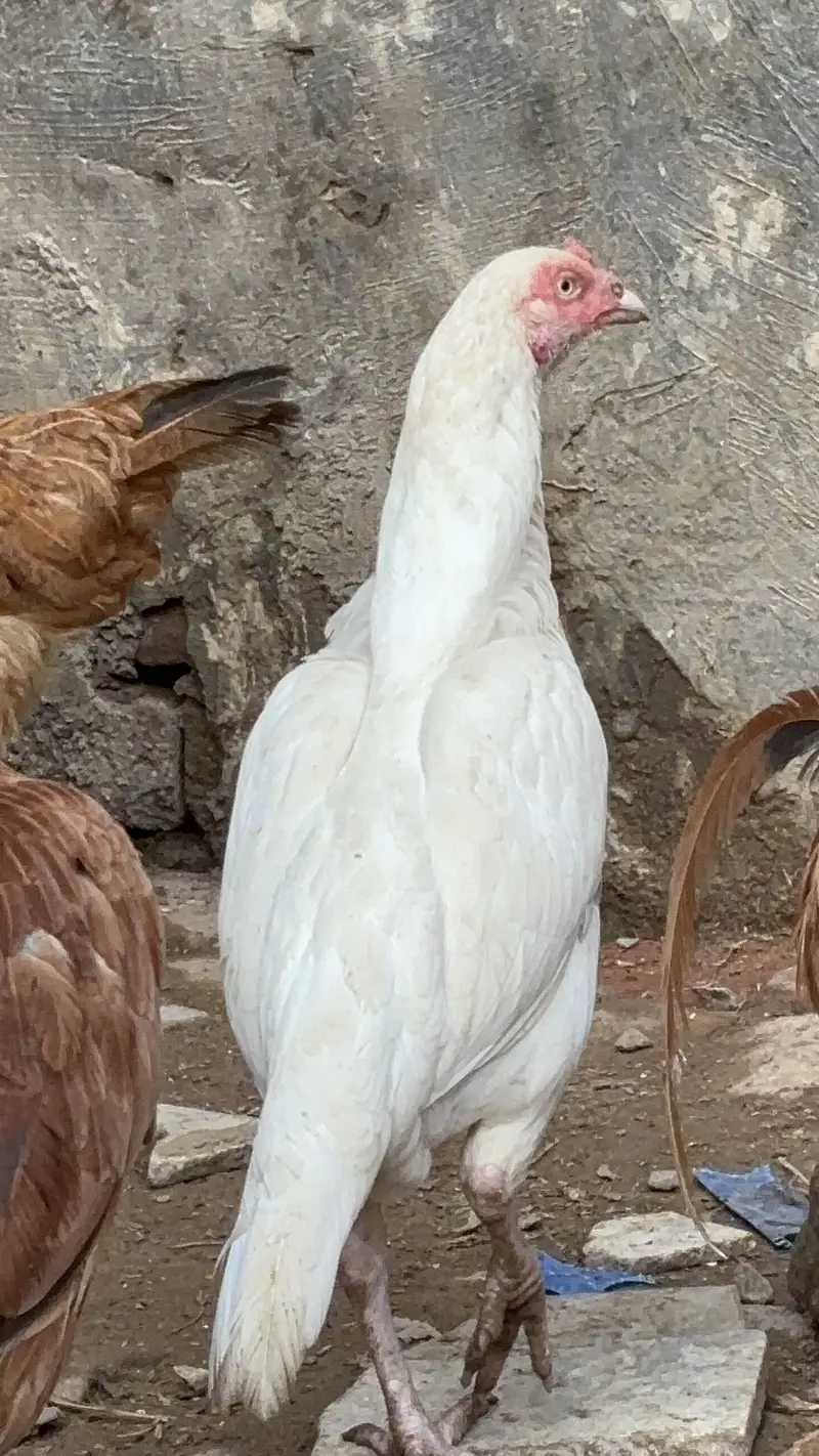 Paper White Heera Aseel Pairs Pathay Pathian For Sale — photo 11